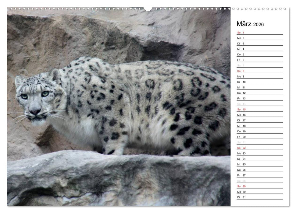 Der Schneeleopard (CALVENDO Premium Wandkalender 2026)