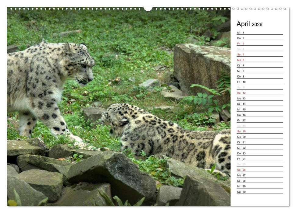 Der Schneeleopard (CALVENDO Premium Wandkalender 2026)