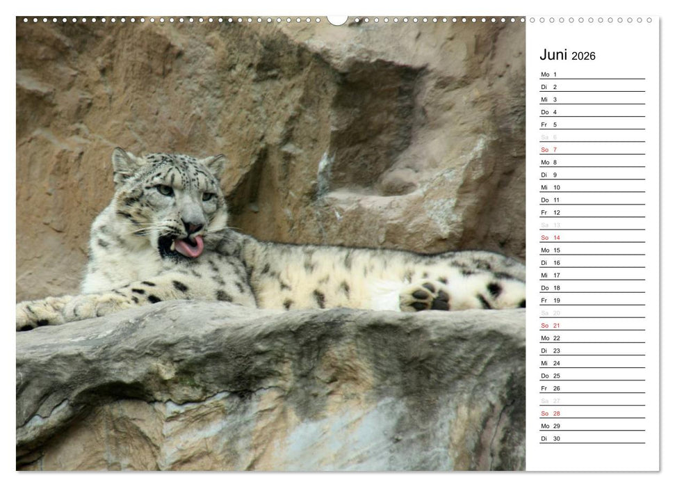 Der Schneeleopard (CALVENDO Premium Wandkalender 2026)