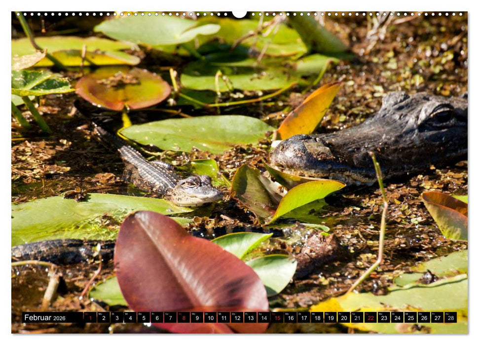 Miami und Florida (CALVENDO Premium Wandkalender 2026)