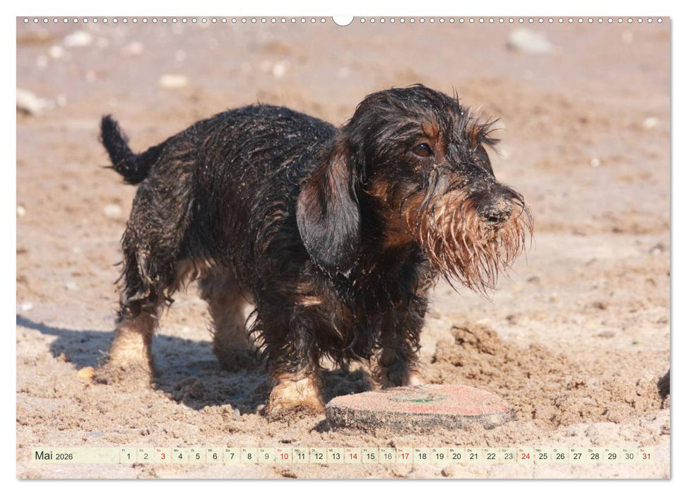Liebenswerte Rabauken Rauhaardackel / CH-Version (CALVENDO Wandkalender 2026)