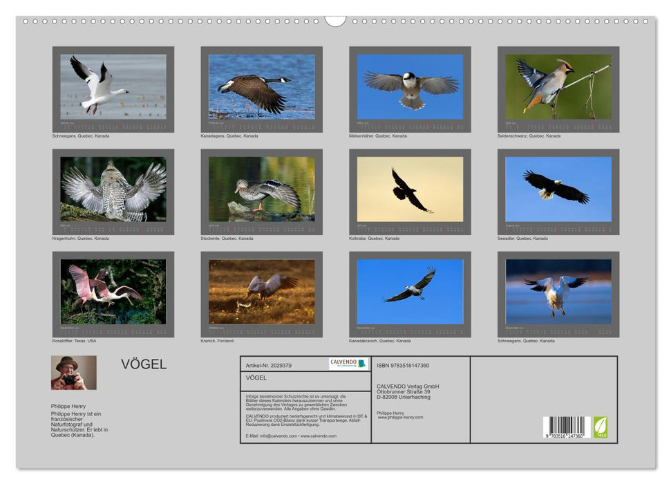 VÖGEL (CALVENDO Wandkalender 2026)