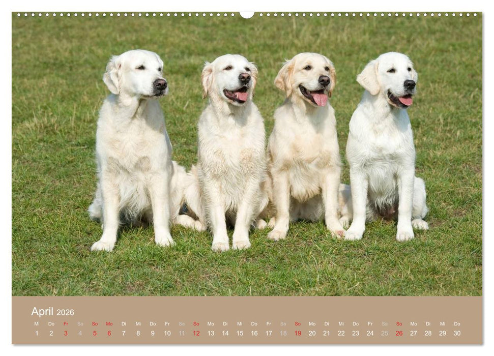 Golden Retriever (CALVENDO Premium Wandkalender 2026)