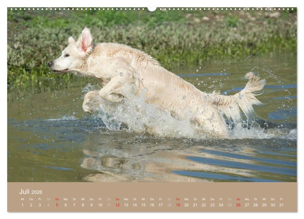 Golden Retriever (CALVENDO Premium Wandkalender 2026)