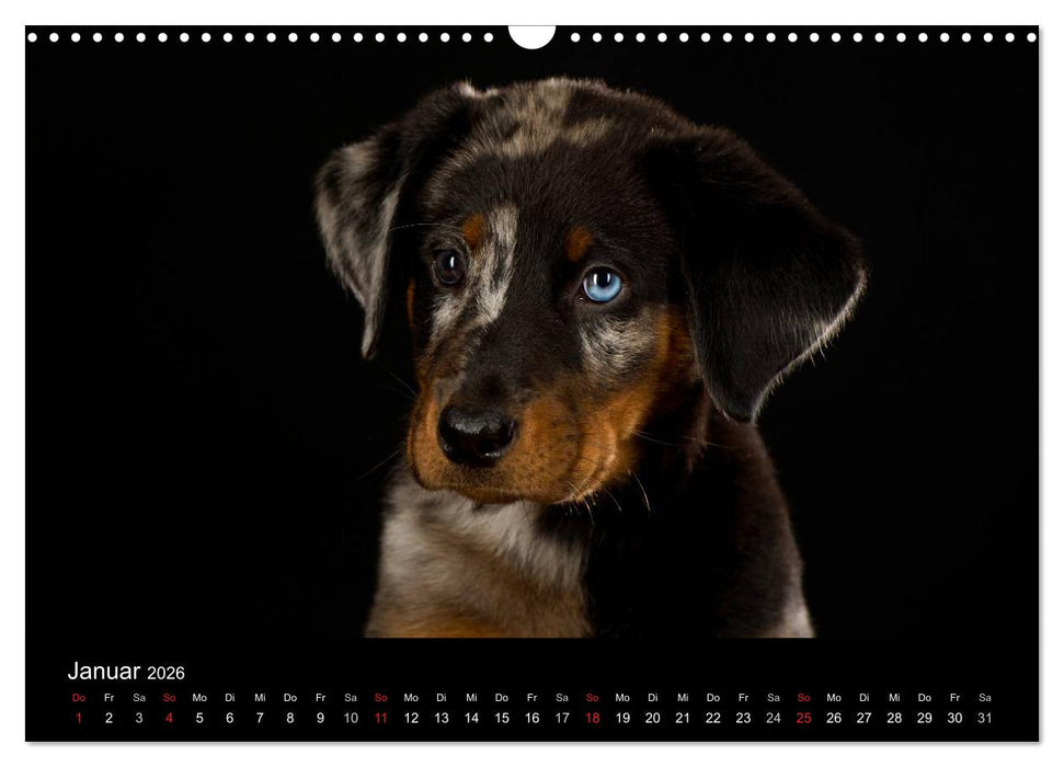 Dogs (CALVENDO Wandkalender 2026)