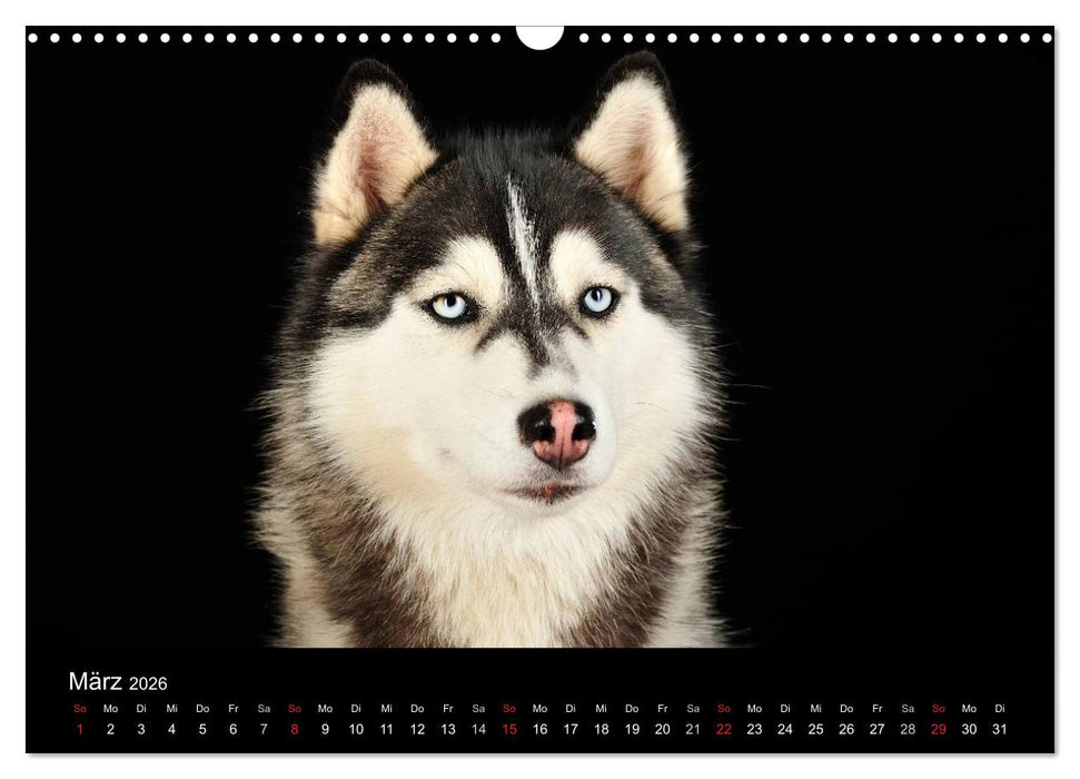 Dogs (CALVENDO Wandkalender 2026)