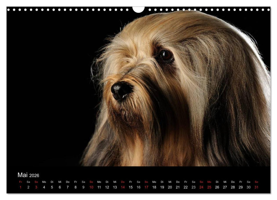 Dogs (CALVENDO Wandkalender 2026)
