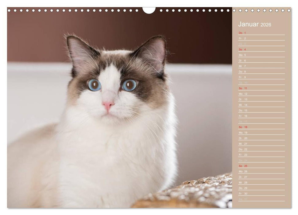 Zauberhafte Ragdolls / Geburtstagskalender (CALVENDO Wandkalender 2026)