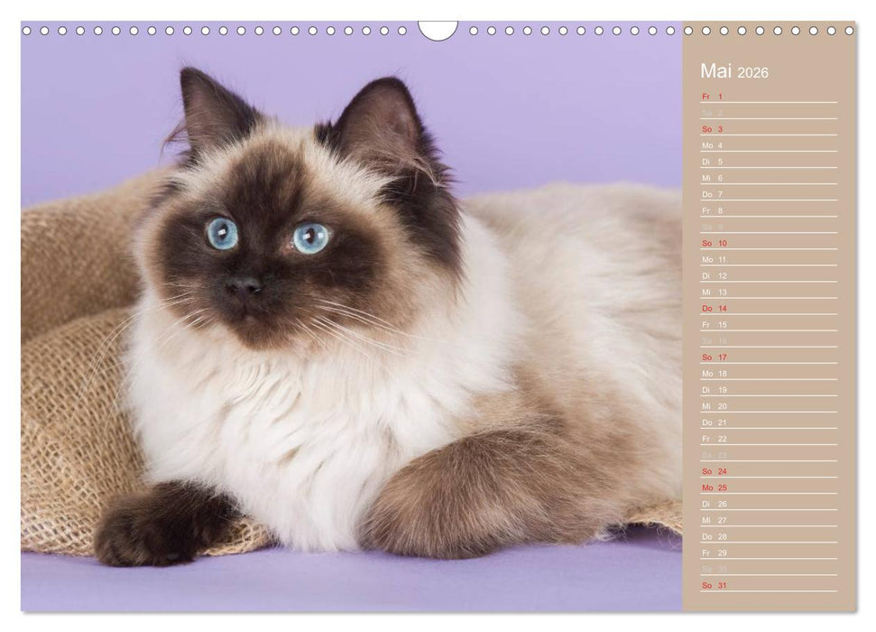 Zauberhafte Ragdolls / Geburtstagskalender (CALVENDO Wandkalender 2026)