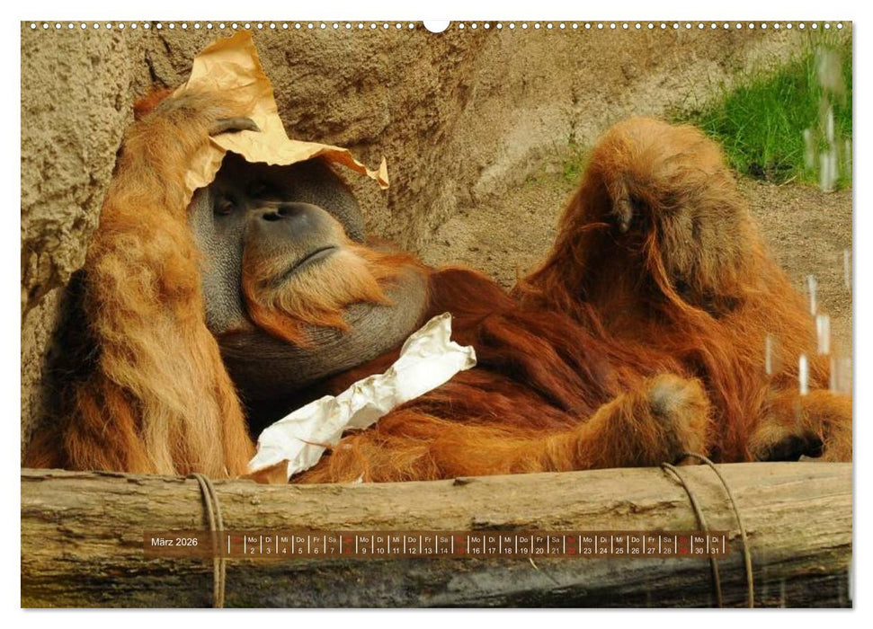 Affen - Individuen mit Charakter und Seele (CALVENDO Premium Wandkalender 2026)