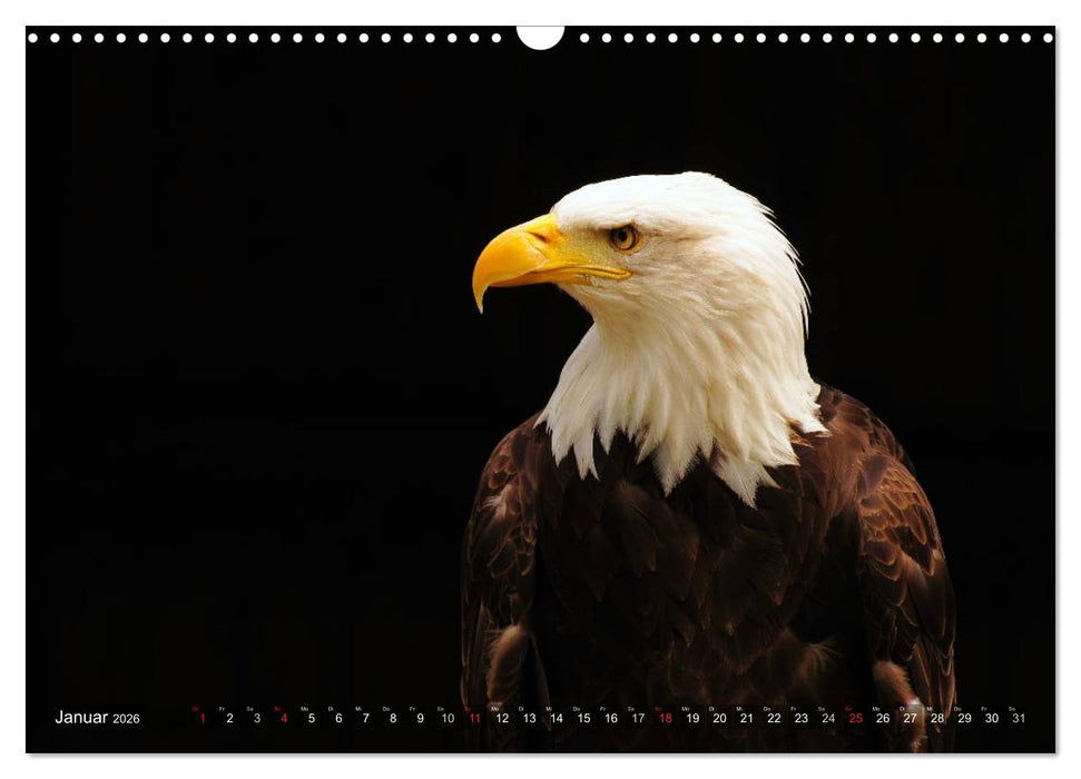 Faszination Greifvögel Schnelle Jäger (CALVENDO Wandkalender 2026)