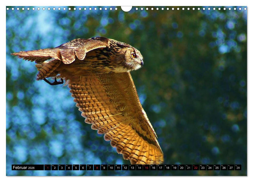 Faszination Greifvögel Schnelle Jäger (CALVENDO Wandkalender 2026)