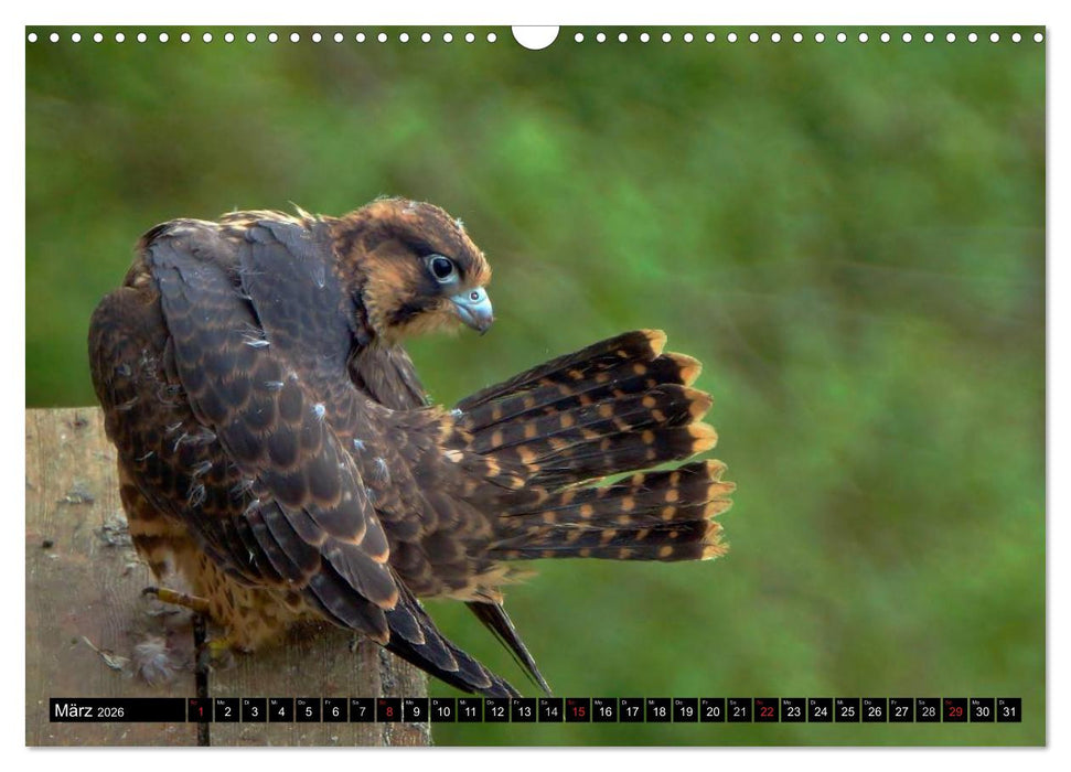 Faszination Greifvögel Schnelle Jäger (CALVENDO Wandkalender 2026)