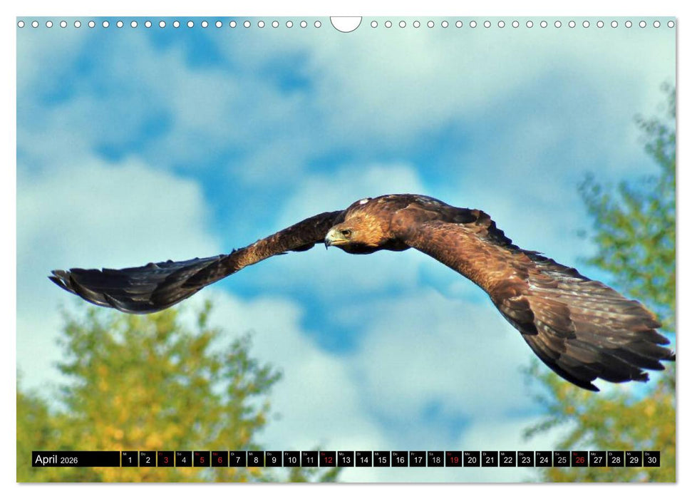 Faszination Greifvögel Schnelle Jäger (CALVENDO Wandkalender 2026)