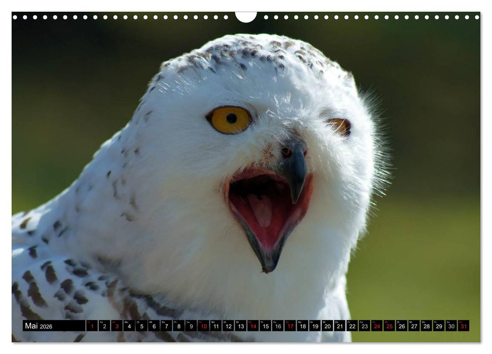 Faszination Greifvögel Schnelle Jäger (CALVENDO Wandkalender 2026)