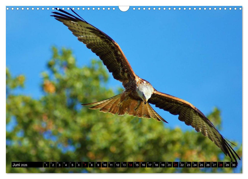 Faszination Greifvögel Schnelle Jäger (CALVENDO Wandkalender 2026)