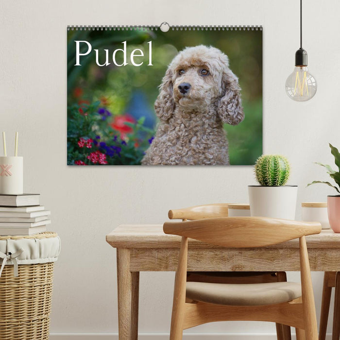 Pudel (CALVENDO Wandkalender 2026)