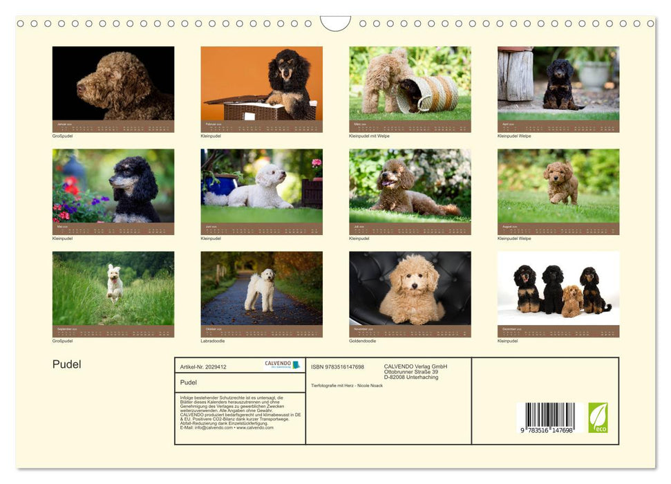 Pudel (CALVENDO Wandkalender 2026)