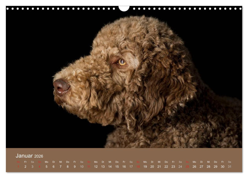 Pudel (CALVENDO Wandkalender 2026)