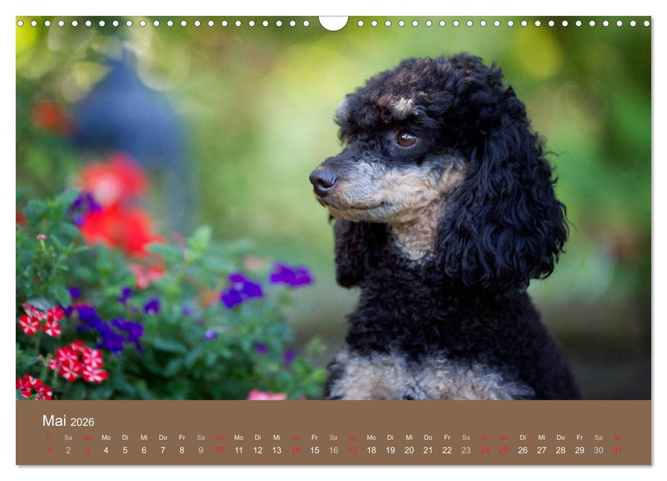 Pudel (CALVENDO Wandkalender 2026)