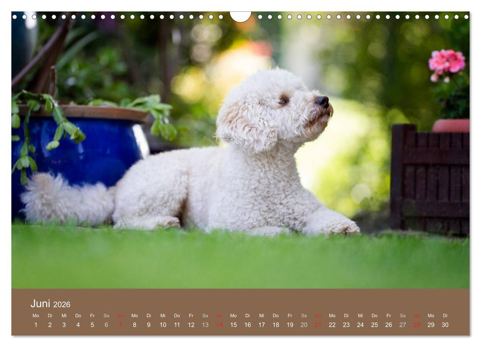 Pudel (CALVENDO Wandkalender 2026)