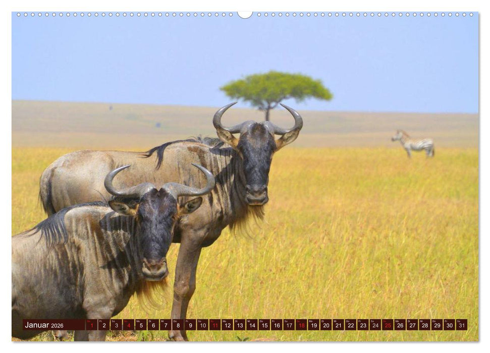 Afrika. Zauber des schwarzen Kontinents (CALVENDO Wandkalender 2026)