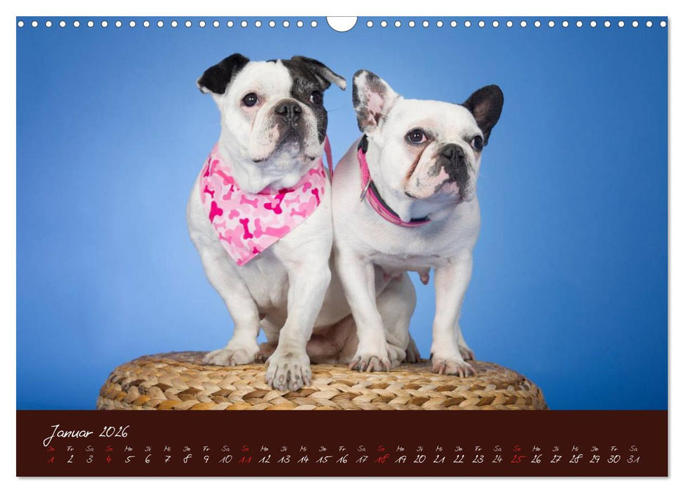 Französische Bulldoggen (CALVENDO Wandkalender 2026)