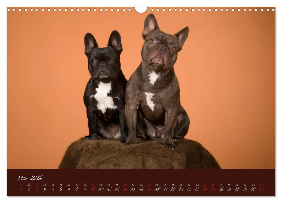 Französische Bulldoggen (CALVENDO Wandkalender 2026)