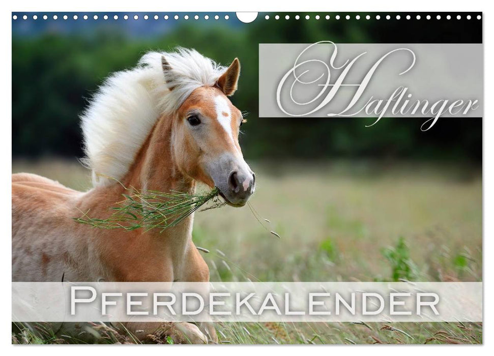 Haflinger / Geburtstagskalender (CALVENDO Wandkalender 2026)