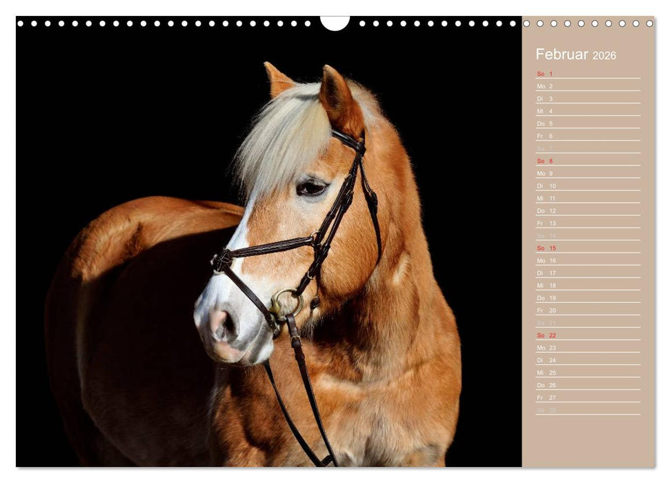 Haflinger / Geburtstagskalender (CALVENDO Wandkalender 2026)