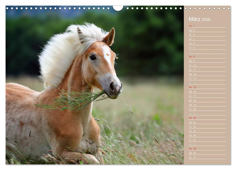 Haflinger / Geburtstagskalender (CALVENDO Wandkalender 2026)