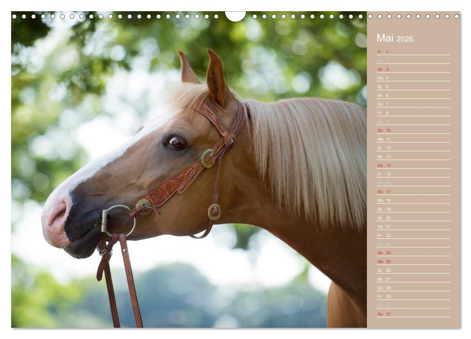 Haflinger / Geburtstagskalender (CALVENDO Wandkalender 2026)