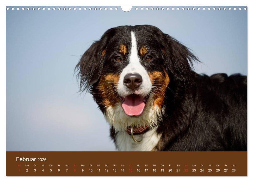 Berner Sennenhunde (CALVENDO Wandkalender 2026)