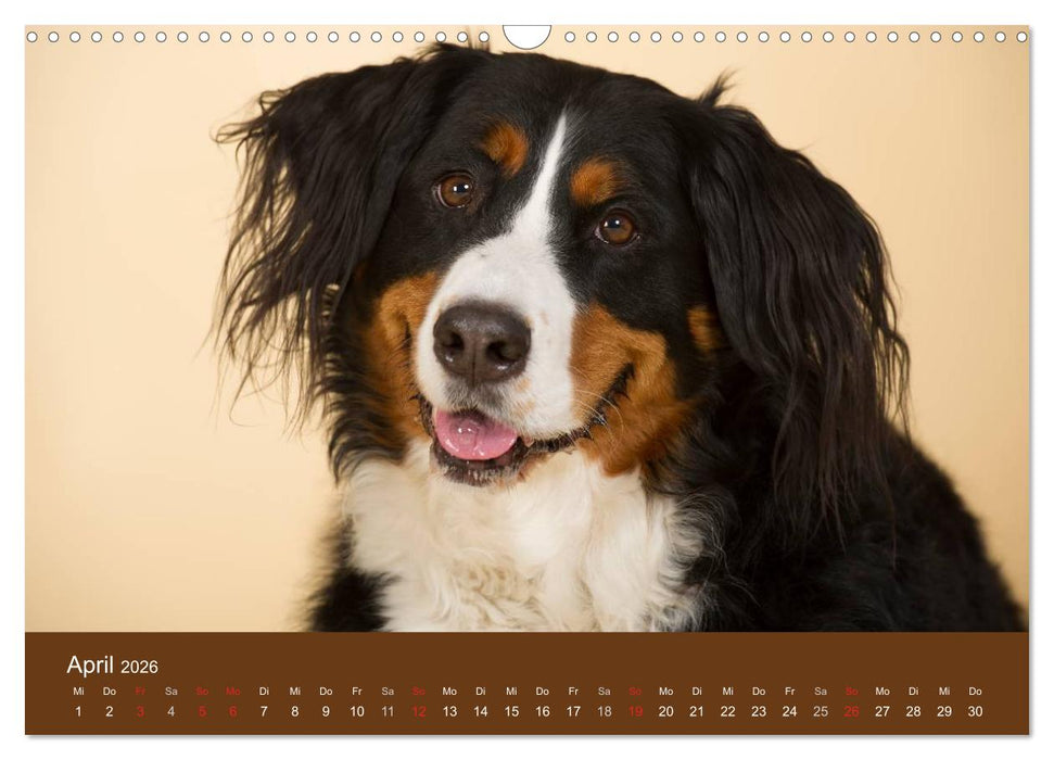 Berner Sennenhunde (CALVENDO Wandkalender 2026)