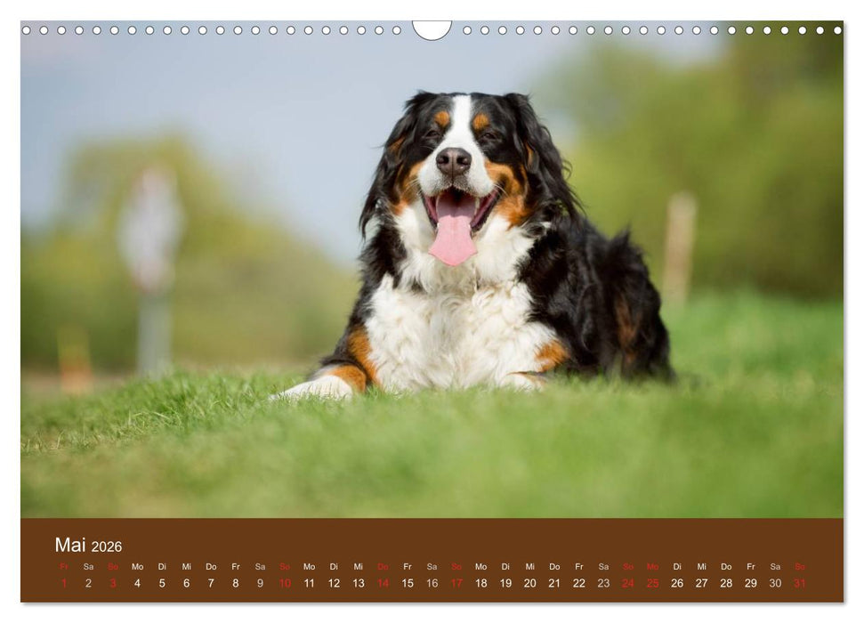 Berner Sennenhunde (CALVENDO Wandkalender 2026)