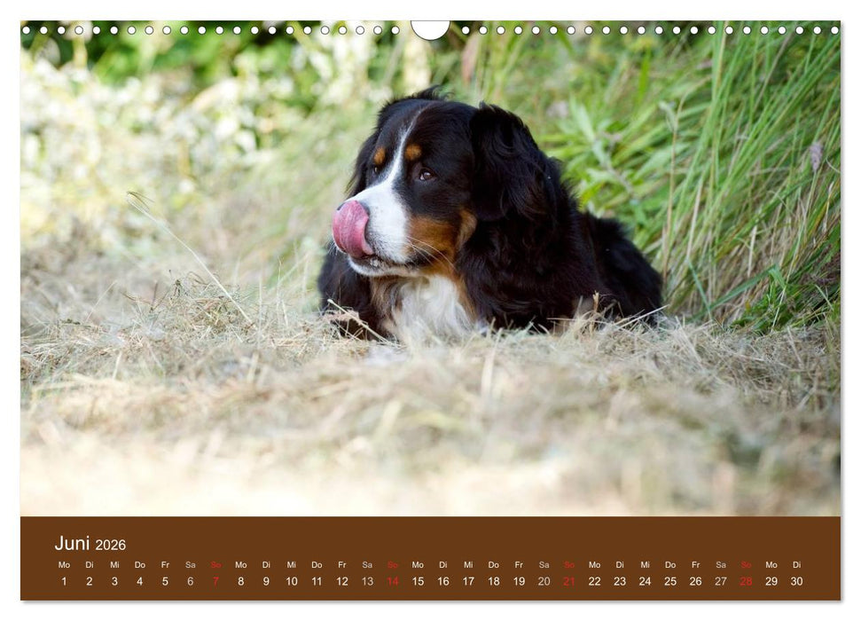 Berner Sennenhunde (CALVENDO Wandkalender 2026)
