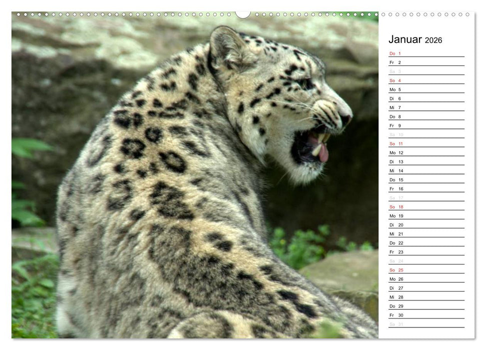 Der Schneeleopard (CALVENDO Wandkalender 2026)