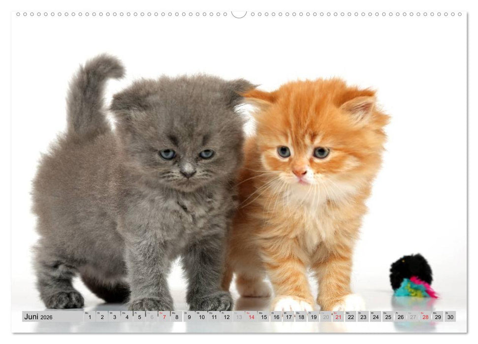 Perserkätzchen / CH-Version (CALVENDO Premium Wandkalender 2026)