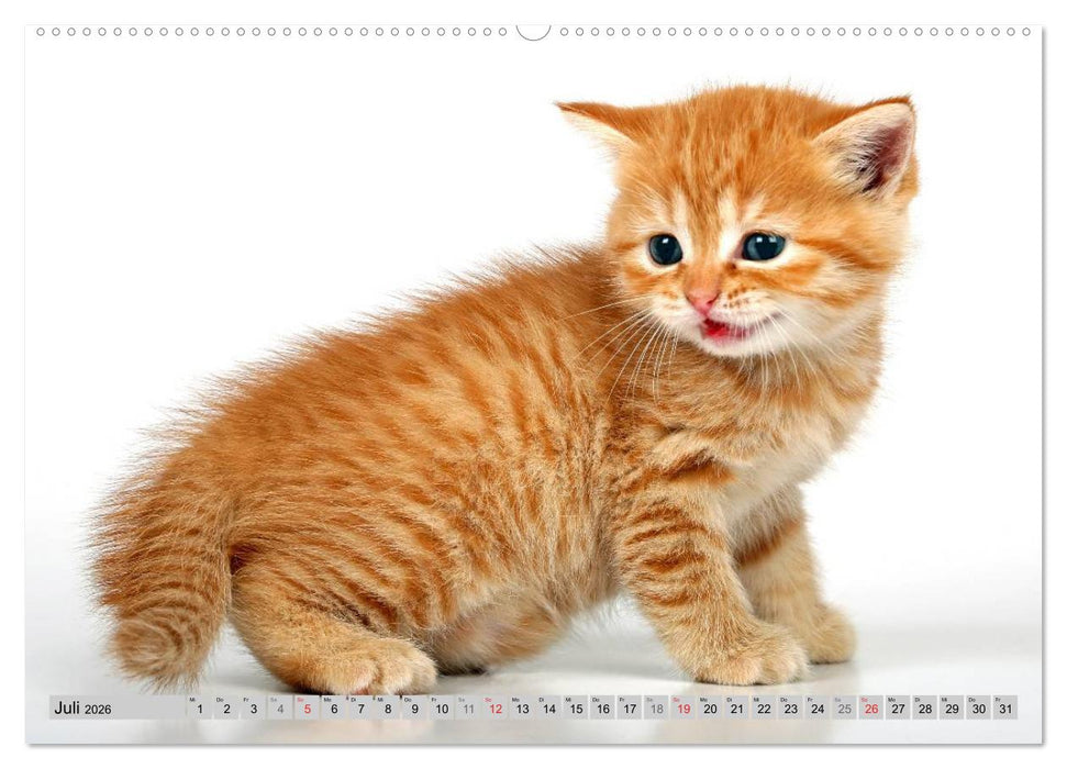 Perserkätzchen / CH-Version (CALVENDO Premium Wandkalender 2026)