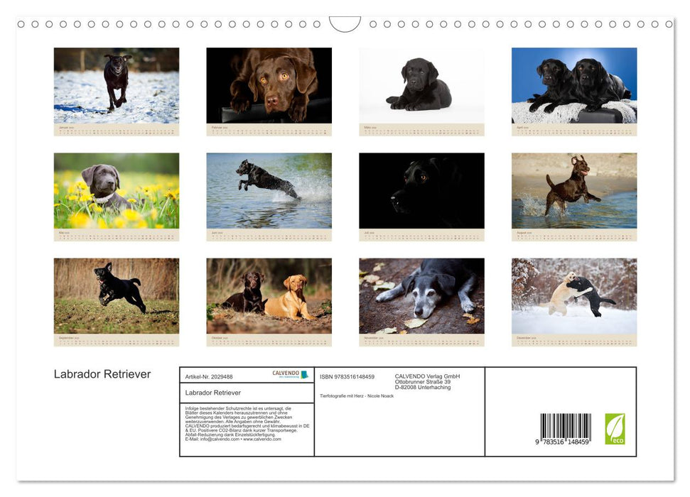 Labrador Retriever (CALVENDO Wandkalender 2026)