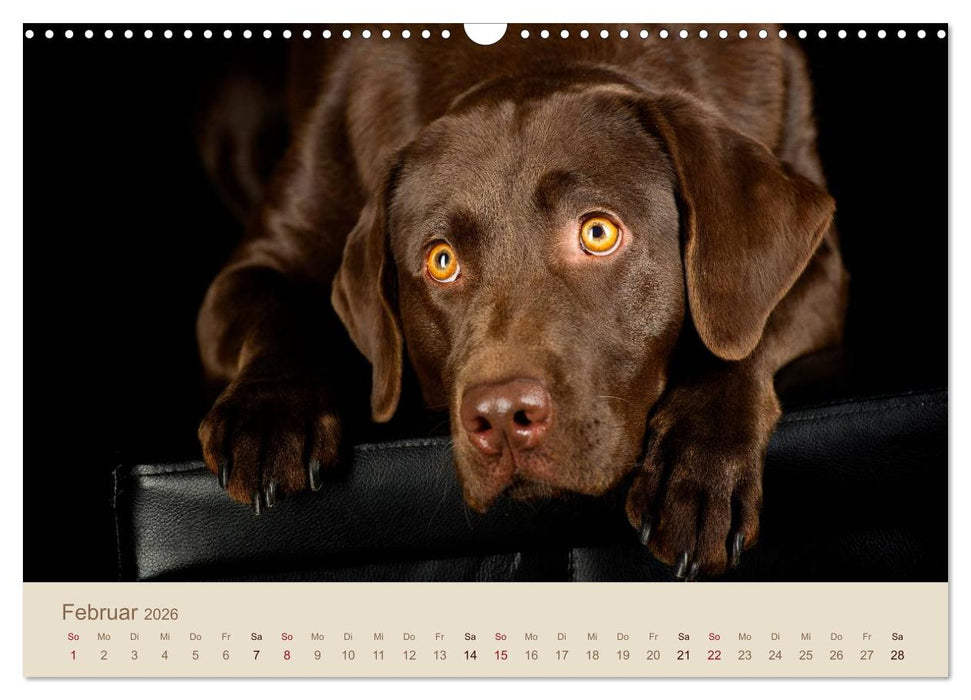 Labrador Retriever (CALVENDO Wandkalender 2026)