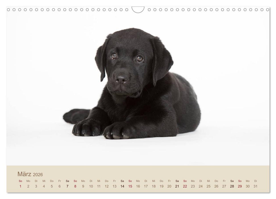 Labrador Retriever (CALVENDO Wandkalender 2026)