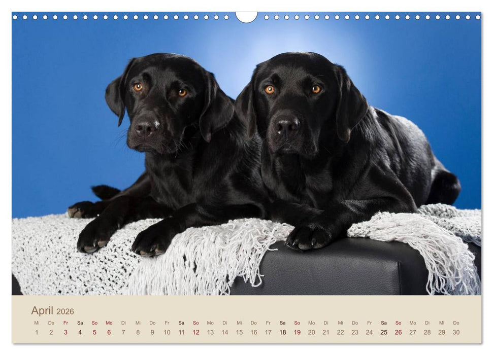 Labrador Retriever (CALVENDO Wandkalender 2026)