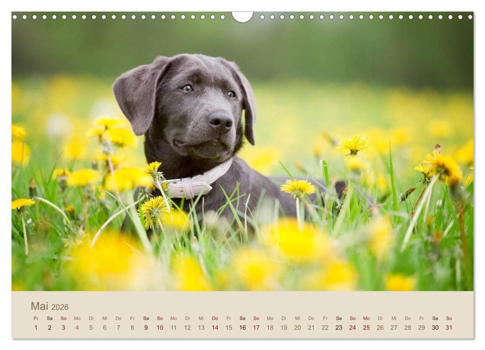 Labrador Retriever (CALVENDO Wandkalender 2026)