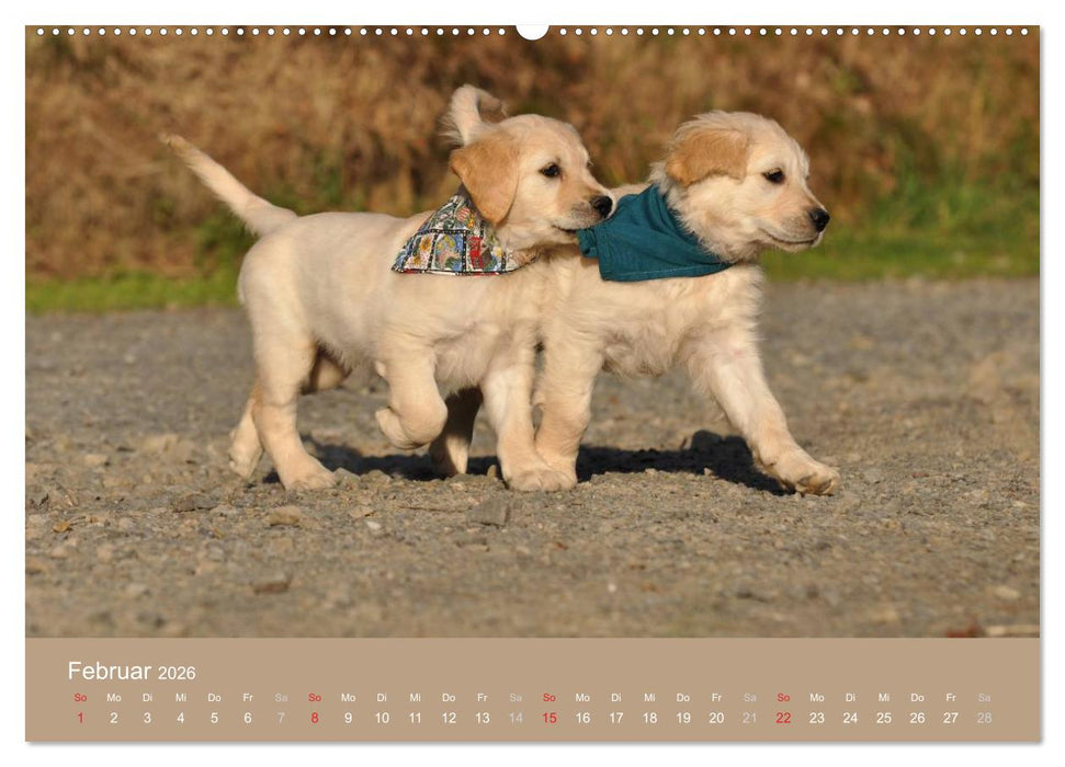 Golden Retriever (CALVENDO Wandkalender 2026)