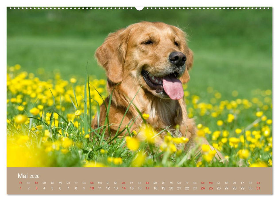 Golden Retriever (CALVENDO Wandkalender 2026)