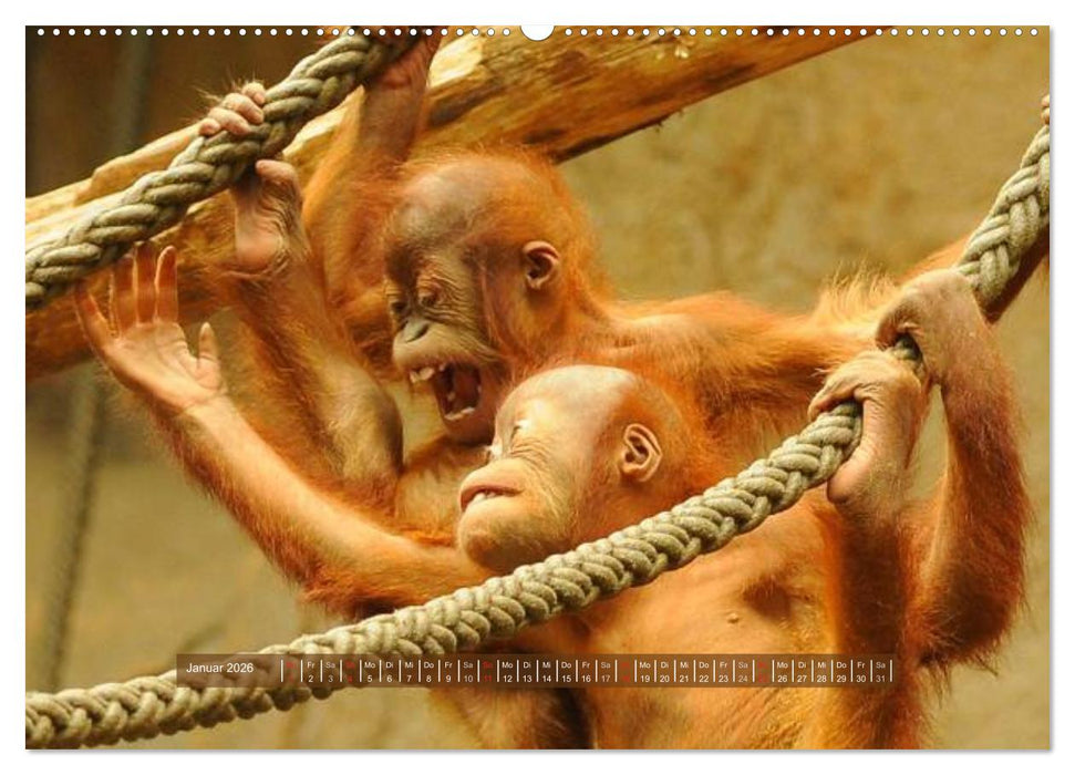 Affen - Individuen mit Charakter und Seele (CALVENDO Wandkalender 2026)