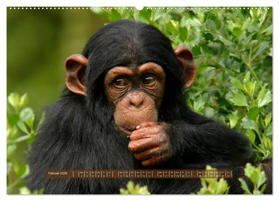 Affen - Individuen mit Charakter und Seele (CALVENDO Wandkalender 2026)