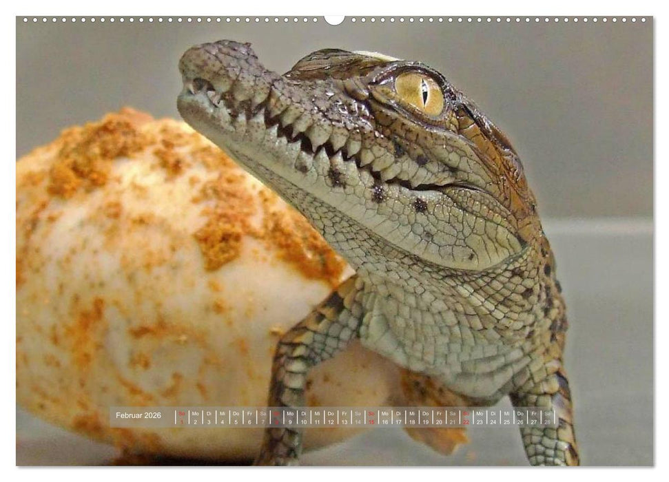 Krokodile & Alligatoren (CALVENDO Wandkalender 2026)