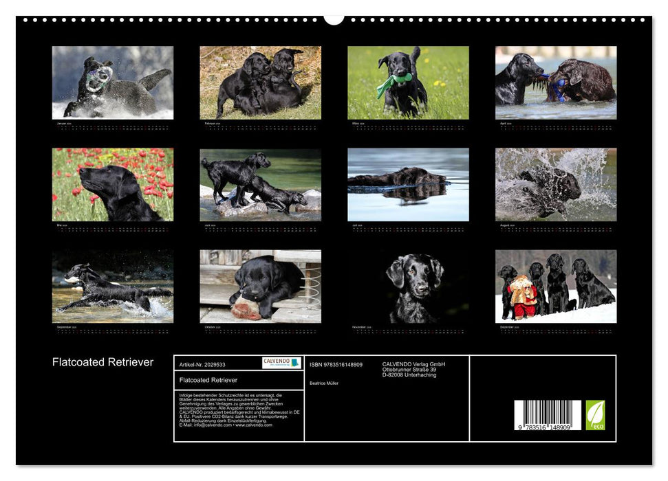 Flatcoated Retriever (CALVENDO Premium Wandkalender 2026)